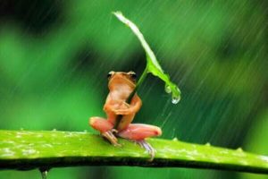 grenouille et parapluie